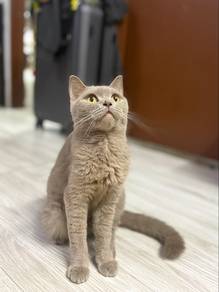 BSH Lilac