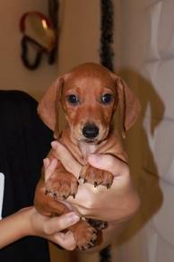 J0797 Dachshund adorable baby puppy
