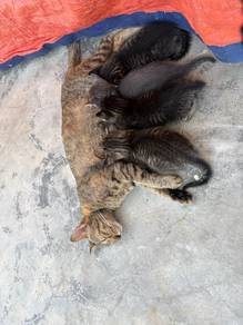 Ibu & anak 4 ekor nak bagi free