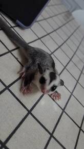 Sugar Glider Mixed (Classic & W/Face) - Female x1
