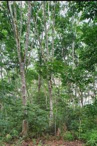 Agricultural Land in Gua Musang, KTN