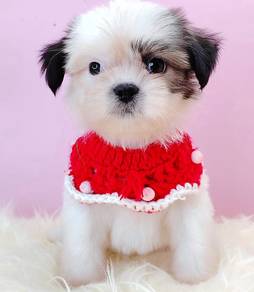 Shih Tzu