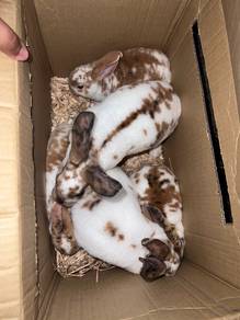 Arnab Rabbit Minirex