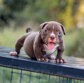 AMERICAN BULLY PUPPIES S120🐻 Rehome Male Exotic