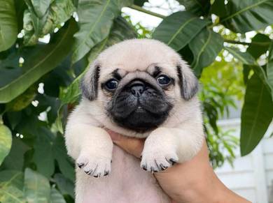 Pug