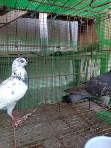burung merpati kampung sepasang
