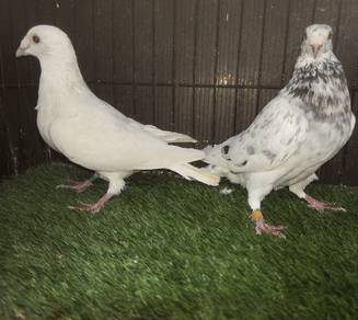 Burung Merpati Racing Homer Matang