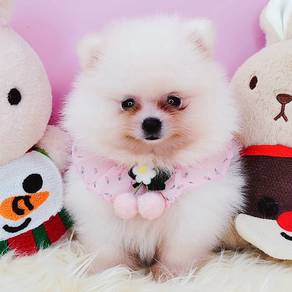 Pomeranian