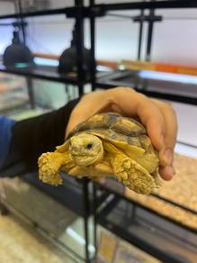 Tortoises for Sale