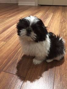 Scampering Shihpoo White Teddy Puppy Puppy
