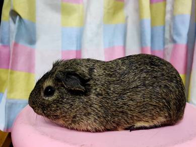 Guinea Pig