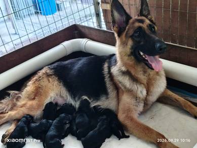 German shepherd (showline )