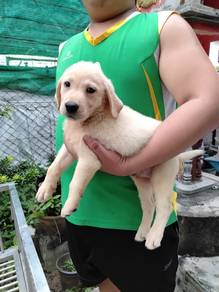 Labrador puppy