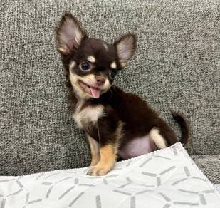 CHIHUAHUA PUPPIES 195🌷Head Apple Bonnie Dog