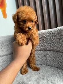 purebreed mini poodle available 