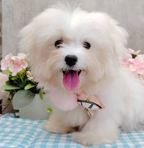 Maltese