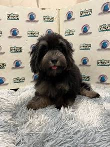 Maltipoo puppy