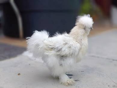 American silkie
