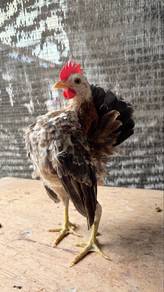 ayam serama