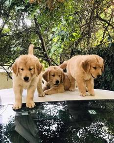 golden retriever z