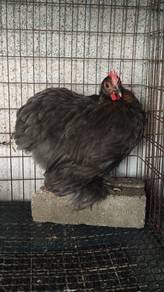 Ayam Pekin Bantam Betina