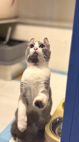 AMERICAN CURL GREY WHITE male