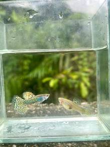 borong ikan guppy yelllow dragon 