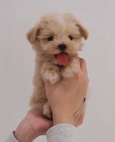 z45 Charming Maltipoo Dog