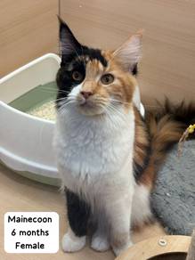 Mainecoon Calico Untuk Dijual !!