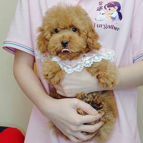 Toy Poodle