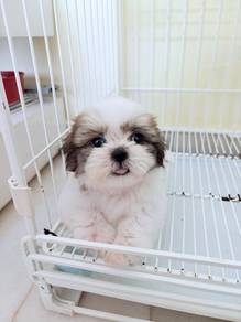 Shih Tzu 👉🏻 Female   1st vaccine & deworm done
