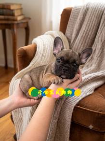 French Bulldog (F)