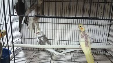 Anak cocktail