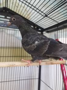 burung merpati pigeon 