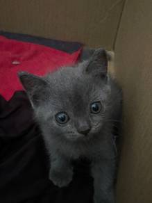 Bsh