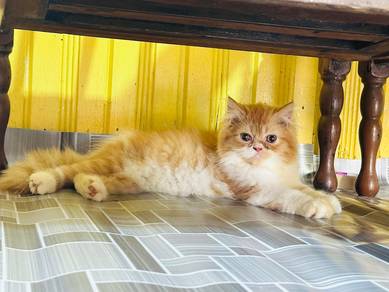 semiflat kitten
