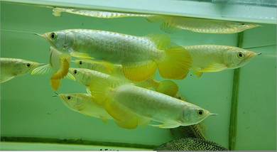 Arowana Malaysian Golden 6inchi