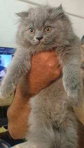 British Scottish Kitten