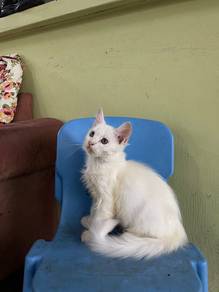 Jantan ( 3 bln ) mix parsi + domestic long hair