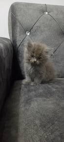 Kucing British Short Hair