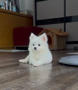 Pomeranian