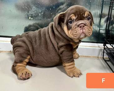 ENGLISH BULLDOG PUPPIES E363 🐻 BullDog Available