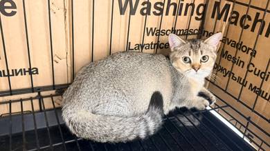 Bsh Munchkin Female
