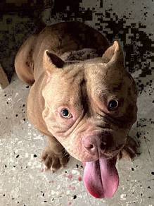 American Bully Stud /mating service