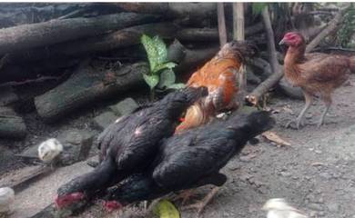 ayam kampung asli