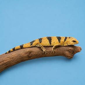 Peter banded skink