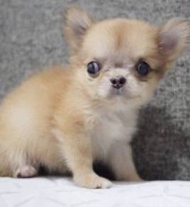 CHIHUAHUA PUPPIES VIP209🌷Head Apple Cute Dog