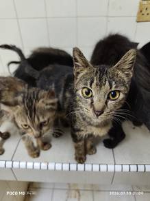 American Shorthair Brownish 