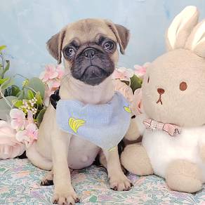 Pug