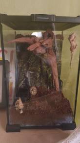 crested gecko 